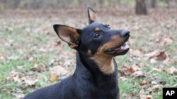 Lex, a Lancashire heeler, sits at attention, Dec. 29, 2023, in Morristown, NJ. 