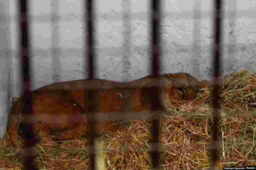 Una leona llamada Yuna también sufre una conmoción cerebral debido a los recientes bombardeos. "Está mal. Físicamente está cada día mejor, pero psicológicamente está en peor estado que cuando llegó a nuestro centro. Si me preguntas a qué no le tiene miedo, no sé qué decir. Un gato corriendo, un perro... ni siquiera puedo alimentarla sin estresarla".