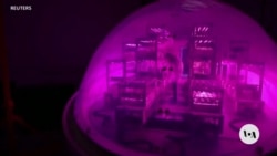 Ancient Asteroid May Hold Clues on Water's Origin on Earth 