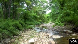 สิ่งแวดล้อมที่ประกอบด้วยต้นไม้ ใบหญ้า และลำธาร