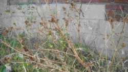 Science in a Minute: Largest Database of Weeds