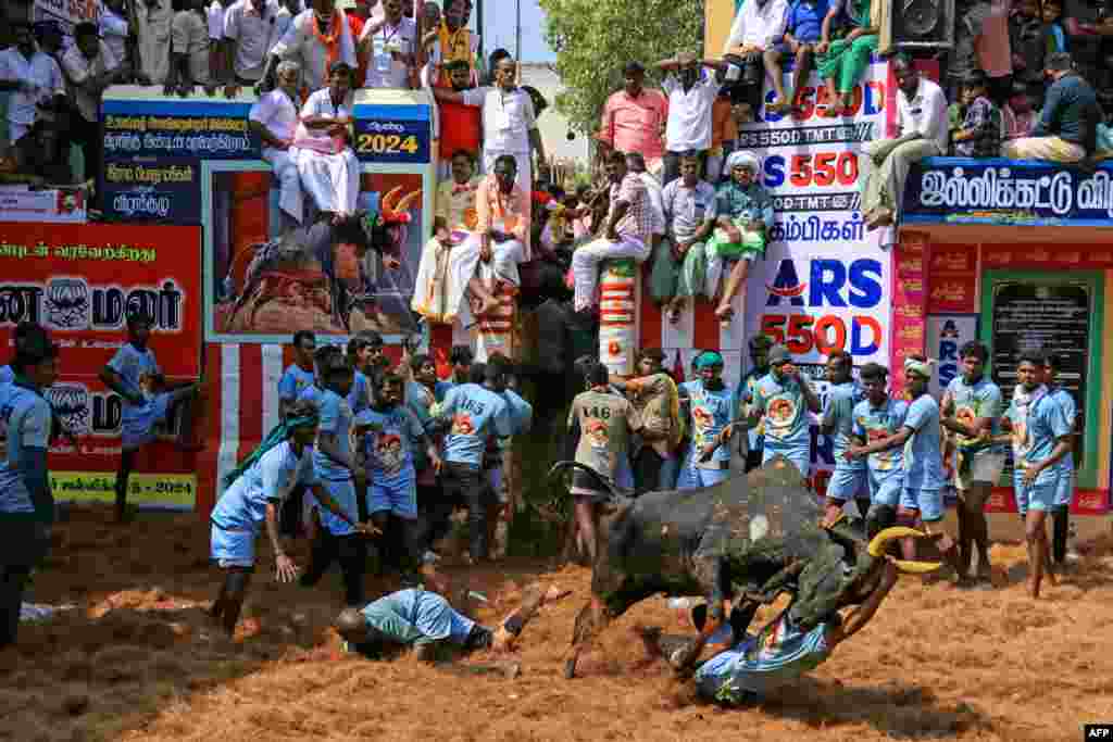 Participants try to control a bull during an annual bull-taming festival 'Jallikattu' in the Alanganallur village of Madurai district, India.