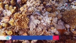 Arrecifes de coral y las millones de razones para preservarlos