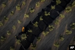 FILE - Day laborers work at the olive harvest in the southern town of Quesada, a rural community in the heartland of Spain's olive country, Oct. 28, 2022.