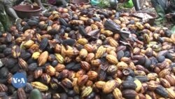 🇨🇮«Sɔrɔko porozɛ nafamaw kakawo sɛnɛbagaw bolo» sababu fɛ, CPR CANAAN koperatifu min bɛ Daloa