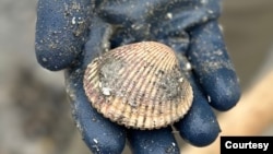 Cockles, a type of edible bivalve mollusk, is plentiful on Whidbey Island in Washington state, but many of them are dying from a leukemia-like cancer. In the laboratory, researchers are using genetic analysis to determine how the disease evolves and spreads. It cannot be passed on to humans. )Courtesy: Louise Maxwell, Pacific Northwest Research Institute, Seattle Washington)