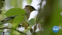 BirdCast Radar Forecasts Bird Migration in Real Time 