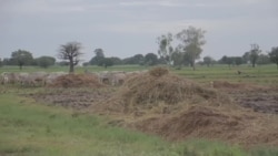 Face à la sécheresse et au changement climatique, le Nigéria expérimente un projet agro-pastoral
