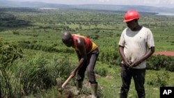 FILE - People, part of the Nakivale Green Environment Association, plant trees inside Nakivale Refugee Settlement in Mbarara, Uganda, on Dec. 5, 2023. Refugees are helping to plant thousands of seedlings in hopes of reforesting the area. 