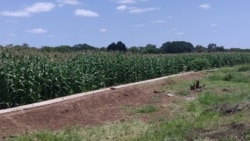 Udaba lwenkuthazo yokulima ngokuthelezela siluphiwa nguAlbert Ncube