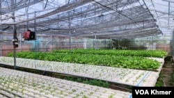 រោងបន្លែ​របស់​លោក រុំ សារី ​ស្ថិត​ក្នុង​រោង​ដែល​ប្រើ​ថាមពលសូឡា ក្នុង​ភូមិអារញ្ញ ឃុំ​សៀមរាប ក្រុង​សៀម​រាប។ (កាន់ វិច្ឆិកា/វីអូអេ)