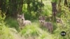 In Livestock-Rich California, Return of Gray Wolves a Worry
