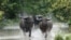 FILE - Wild buffalos run through flood waters in the Pobitora Wildlife Sanctuary, some 55 kms from Guwahati, the capital city of the northeastern state of Assam on June 28, 2012.
