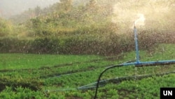 A sprinkler waters an opium poppy field in Shan state, Myanmar, 2023. (UNODC)
