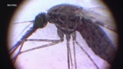 Saúde em Foco: Cabo Verde livre da malária, diz OMS