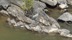 Great Falls Park | Virginia