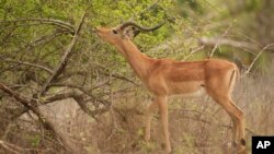 An antelope feeds on leaves from a tree in Gonarezhou National Park, Oct. 30, 2023. 