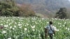 A man walks through a flowering opium poppy field in Shan state, Myanmar, 2023. (UNODC)