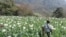 A man walks through a flowering opium poppy field in Shan state, Myanmar, 2023. (UNODC)