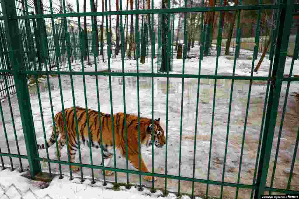 Más tarde, Popova creó una página en las redes sociales titulada Help The Lioness y la gente comenzó a escribir pidiendo ayuda para salvar a otros animales, como este tigre.