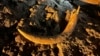 US Coal Miners Unearth Mammoth Tusk Buried for Thousands of Years 