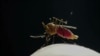 Taiwan Unleashes Robots on Dengue-Carrying Mosquitoes 