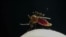 Taiwan Unleashes Robots on Dengue-Carrying Mosquitoes 