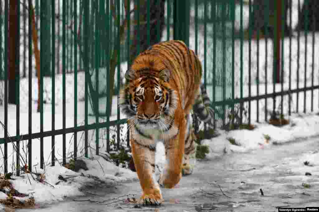 Tihrulia camina en su jaula. "A veces [durante el rescate] me temblaban las manos... No me percataba cuando nos bombardeaban. Un animal estaba muriendo en mis brazos".