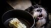 Meals To Woof Down at Italy's First Dog Restaurant