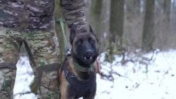 Ukrainian Military Training Dogs to Participate in Combat Missions