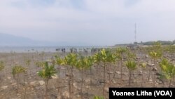 Pohon-pohon bakau tampak tumbuh dalam kondisi baik di di pantai Dupa, Kelurahan Layana, Kota Palu, Sulawesi Tengah, Kamis (28 September 2023) (Foto: VOA/Yoanes Litha)