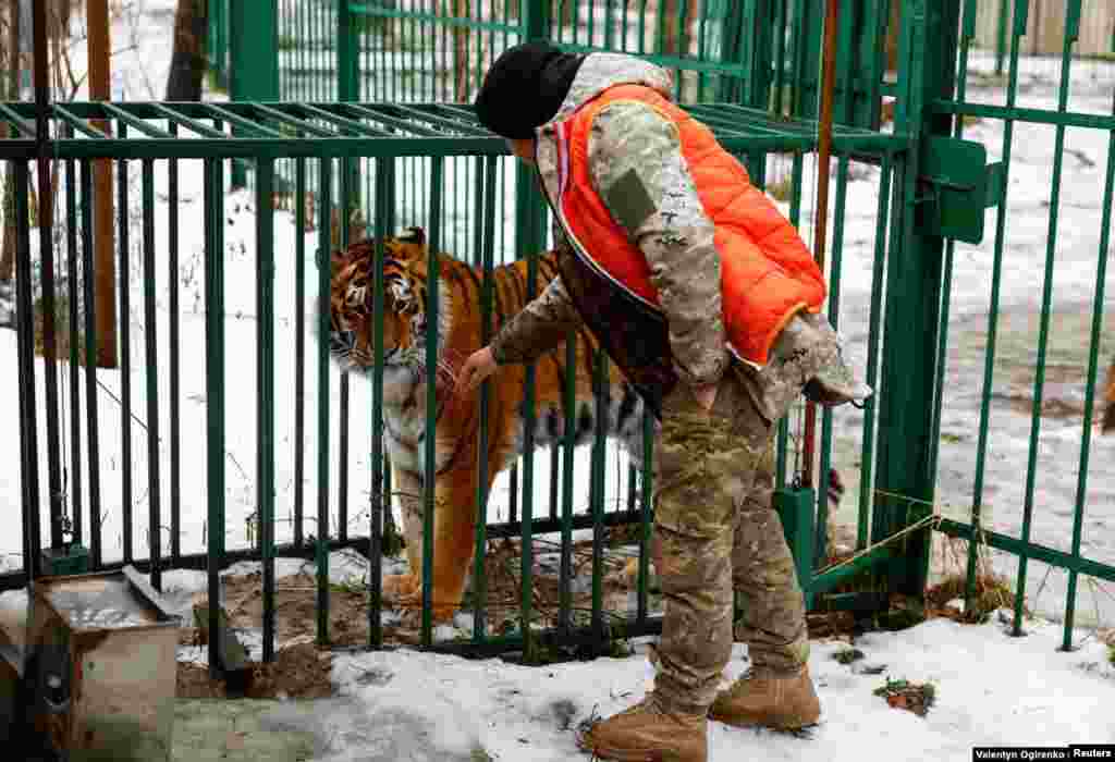 Actualmente, el centro de rescate ofrece refugio a cinco leones, tres tigres, un lince, un lobo y dos zorros. Todavía aceptan animales, aunque ha estado a punto de cerrar, según Popova.