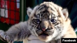 Seekor harimau sumatera betina lahir di Biopark Roma. Saat ini dia berhubungan dekat dengan induknya, Tila, di kawasan lindung dan tidak terlihat oleh publik. (facebook.com/bioparcoroma)