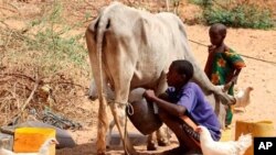 A Somali boy milks his cow outside his tent in Medina Xoosh district in Mogadishu (File Photo - January 12, 2011)