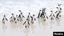 FILE - Endangered African penguins walk on a beach at Cape Town's famous Boulders penguin colony, a popular tourist attraction and an important breeding site for African penguins that are suffering an outbreak of avian flu in Cape Town, South Africa, Sept. 22, 2022. 