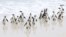 FILE - Endangered African penguins walk on a beach at Cape Town's famous Boulders penguin colony, a popular tourist attraction and an important breeding site for African penguins that are suffering an outbreak of avian flu in Cape Town, South Africa, Sept. 22, 2022. 