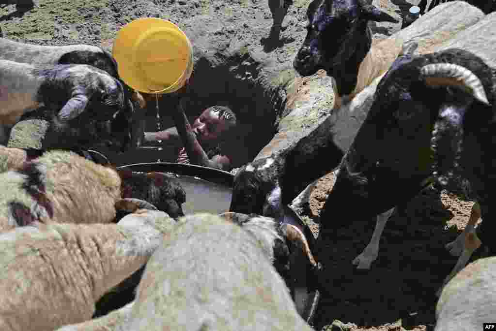 A young woman from the Turkana community waters goats from a shallow well dug into a dry riverbed at Eliye springs on the western shore of Lake Turkana in Turkana county, Kenya.