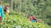 Women work at a tea farm in Panchthar, in the eastern part of Nepal. (Photo courtesy Shanta Banskota Koirala)