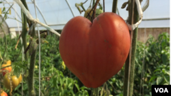 U plastenicima se uzgaja povrće a viškovi doniraju javnoj kuhinji u Sarajevu.