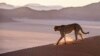 In this handout photo released on July 31, 2020, a cheetah prowls the Namib Desert in Namibia. David Yarrow/Tusk via AP 