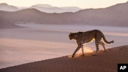 In this handout photo released on July 31, 2020, a cheetah prowls the Namib Desert in Namibia. David Yarrow/Tusk via AP 