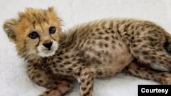 پیروز، تنها توله یوز باقی‌مانده ایران که در مرکز تکثیر یوز سمنان به دنیا آمد