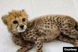 پیروز، تنها توله یوز باقی‌مانده ایران که در مرکز تکثیر یوز سمنان به دنیا آمد