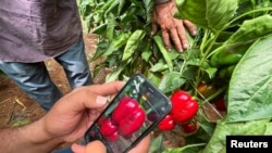 Insinyur pertanian Yordania Suhib Ayyad, mengambil gambar paprika merah dengan ponsel di dalam rumah kaca di Amman, Yordania 31 Juli 2022. (REUTERS/Jehad Shelbak)
