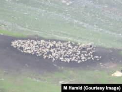 Flock of sheep in the Himalayas mountains on way to Gurez, Kashmir.