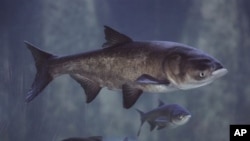 Ikan gurami Asia dulunya diimpor untuk memakan lumut di tambak-tambak ikan di Amerika, tetapi kini menghabiskan makanan ikan setempat (foto: dok.).