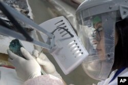 A Japanese restoration expert treats a metal piece of Pharaoh Cheops' second solar boat which was recently pulled out below the Pyramids site in Giza, Egypt, March 29, 2017.