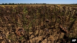 Sunflowers suffer from lack of water, as Europe is under an unusually extreme heat wave, in Beaumont du Gatinais, 60 miles south of Paris, France, Aug. 8, 2022.