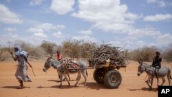 Residents walk next to their donkeys carrying wood in the village of Bulla Hagar in northern Kenya, Aug. 19, 2022. 