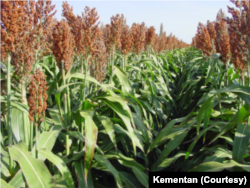Tanaman sorgum yang tengah dikembangkan secara serius di Indonesia. (Foto: Kementan)